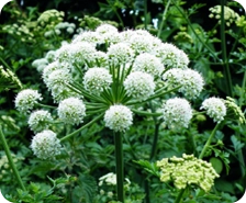 Angelica sinensis