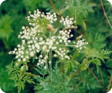 Ligusticum chuanxiong